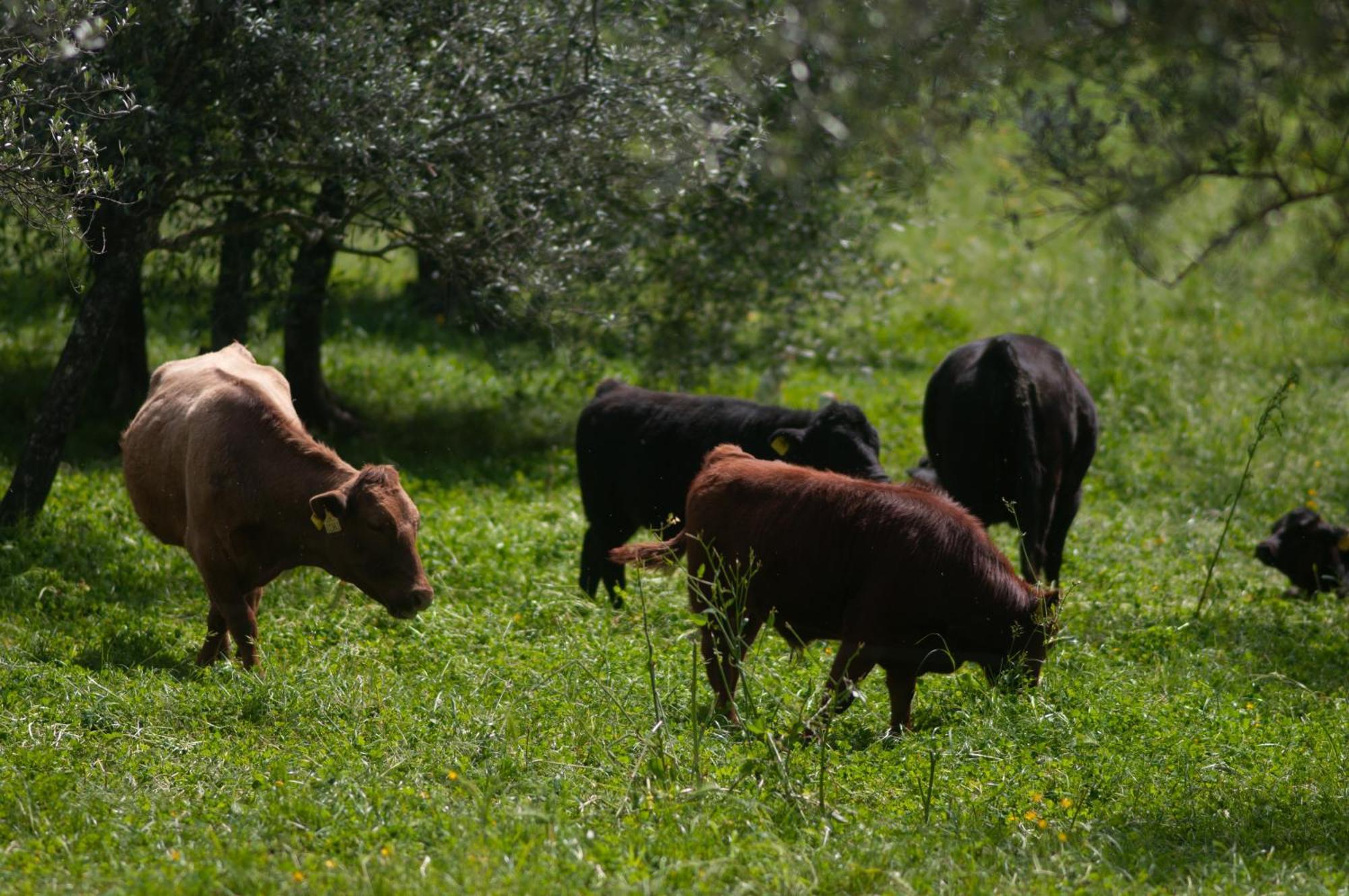 Fattoria Di Maiano Guest House Fiesole Exterior photo